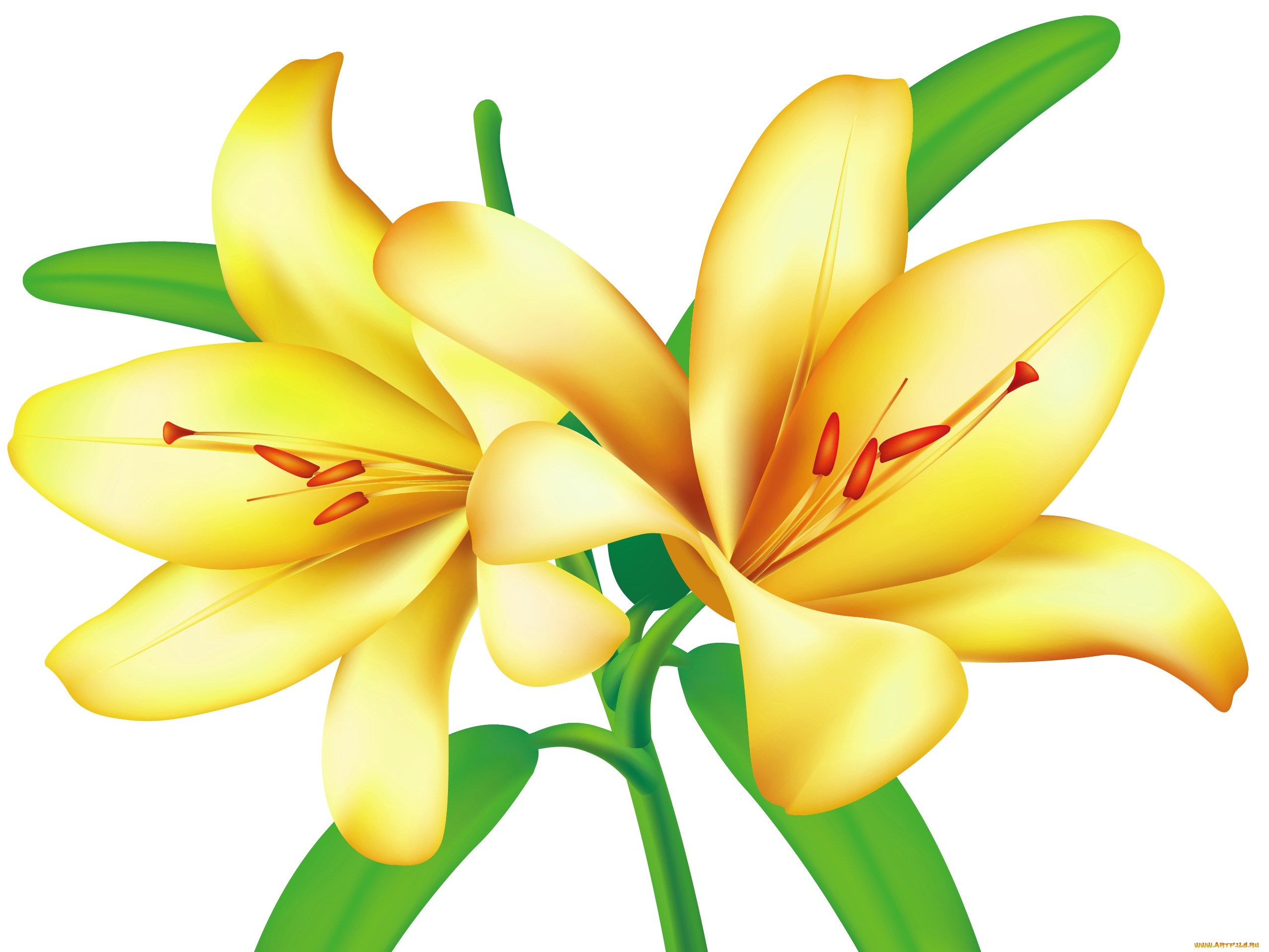  ,  , flowers, , , 